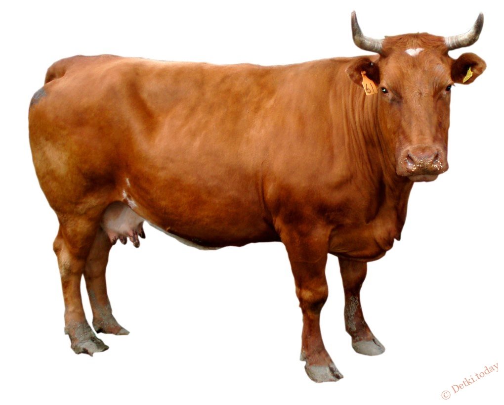 Корова без фона