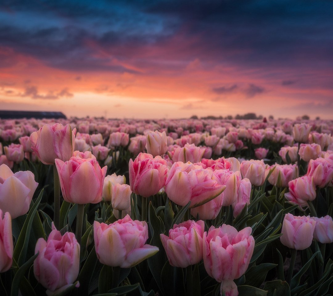 Тюльпаны на деревянном фоне