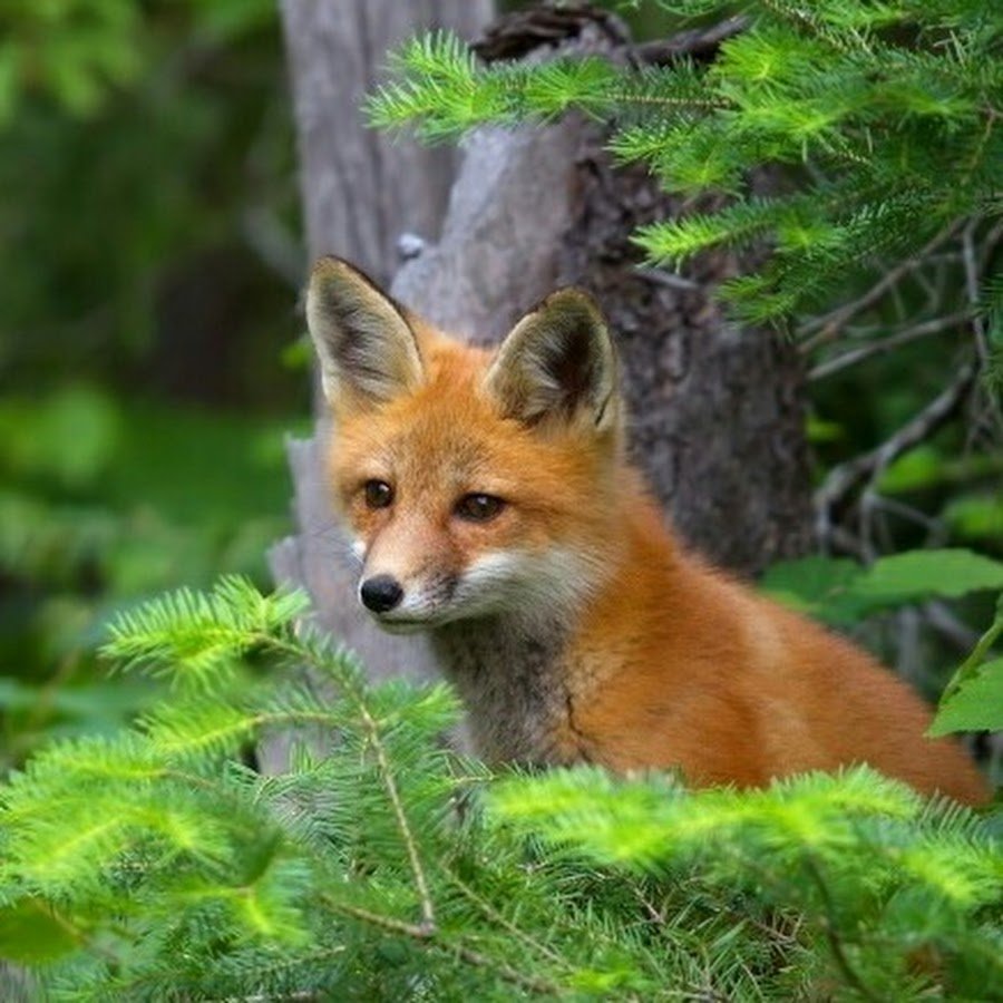 Лесные звери