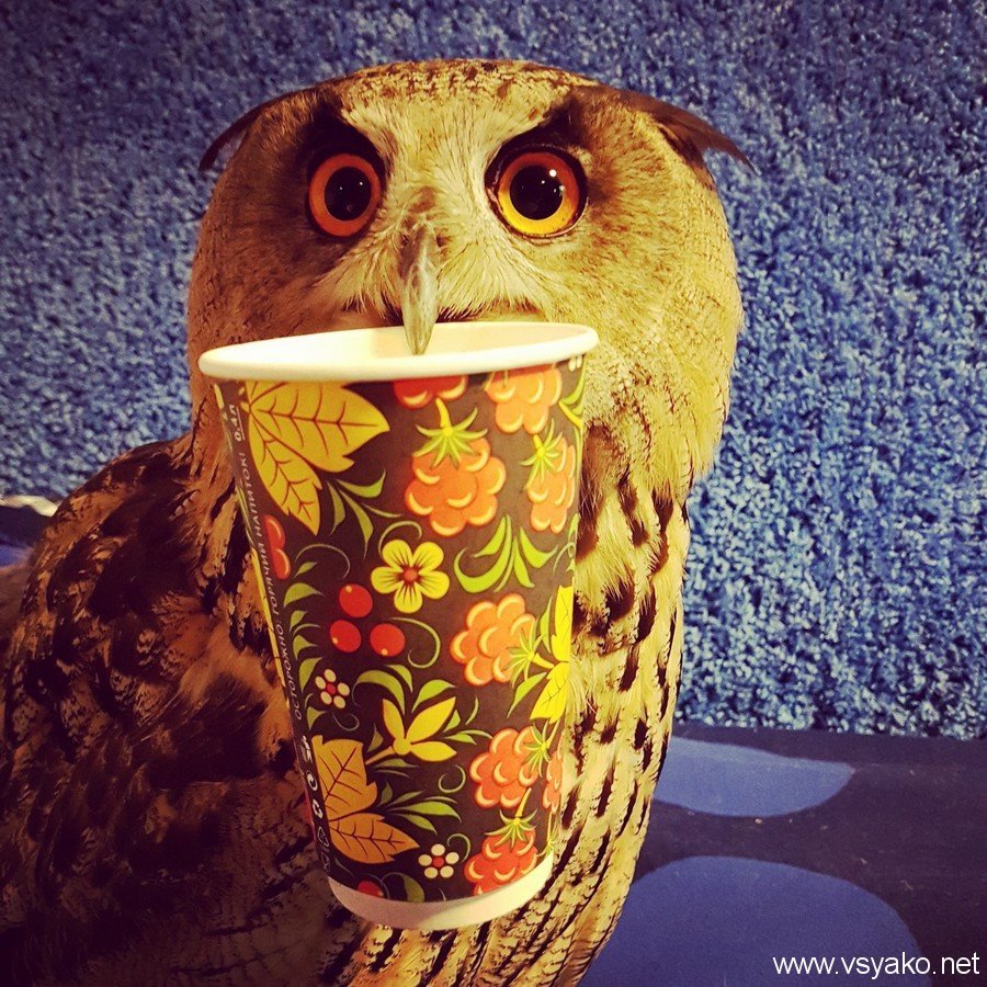 Утренняя Сова