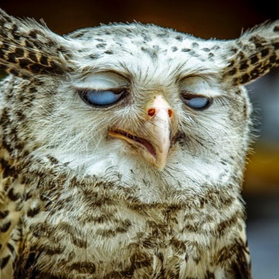 С добрым утром прикол