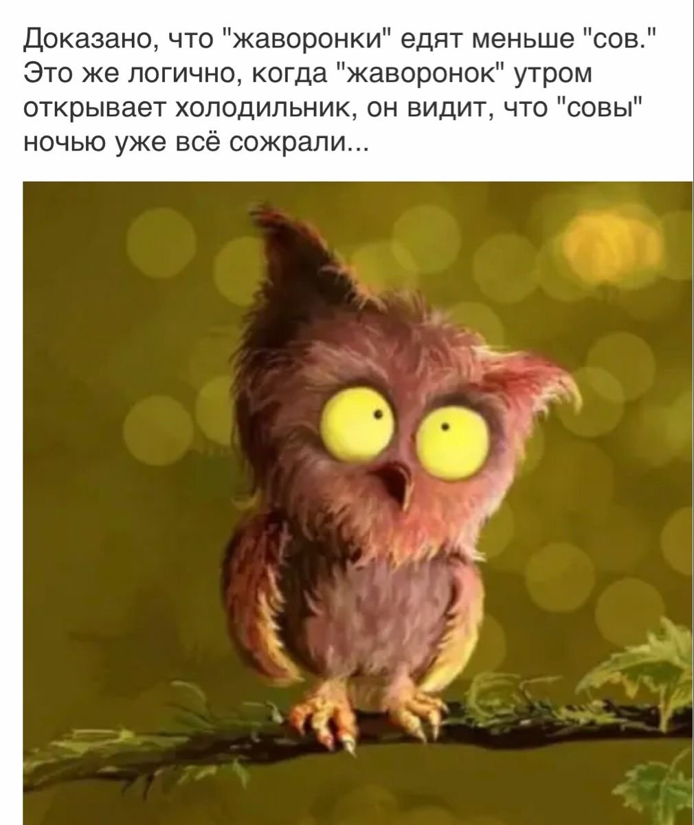 Сумасшедшая Сова