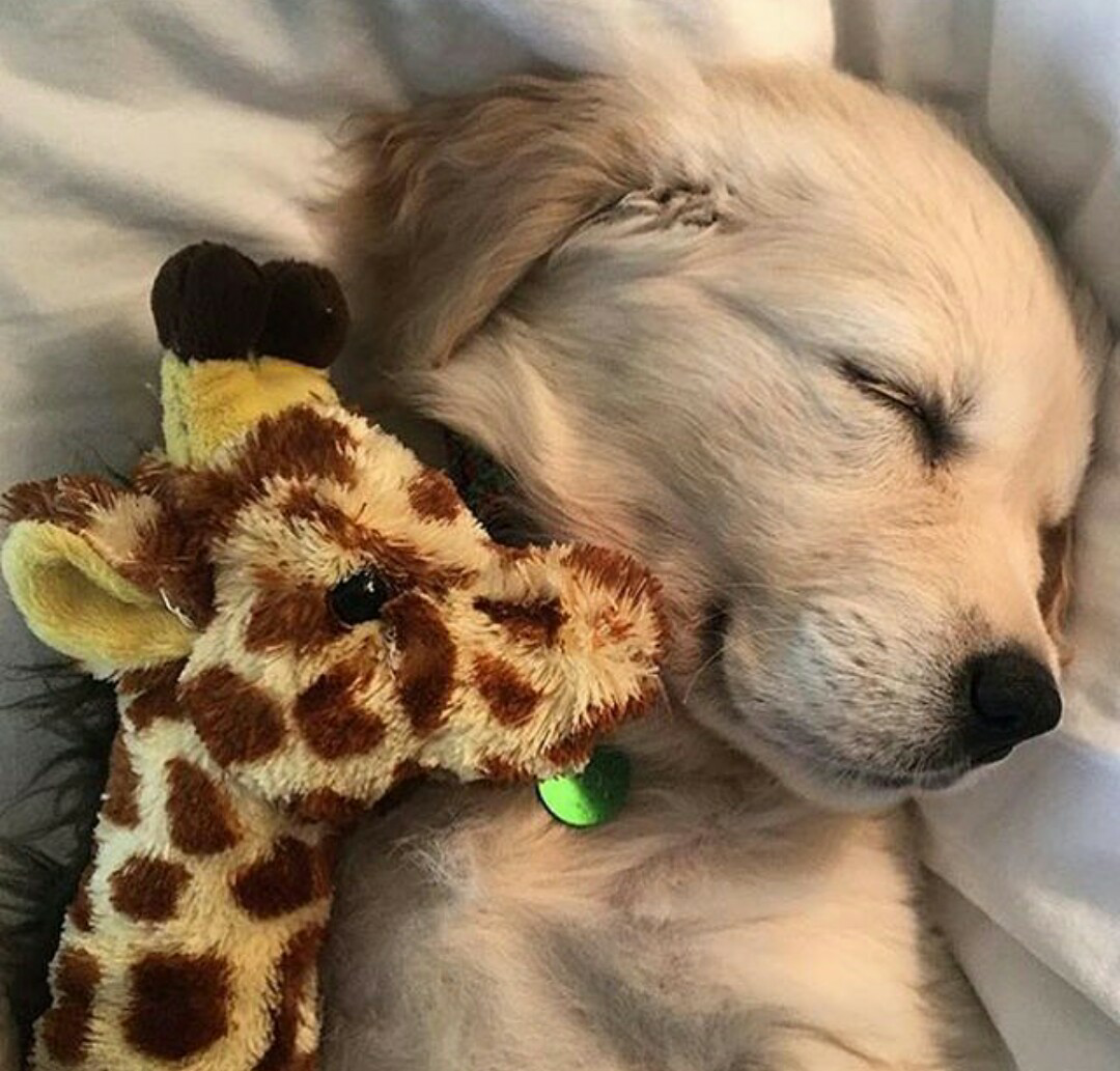 Французский бульдог и дети