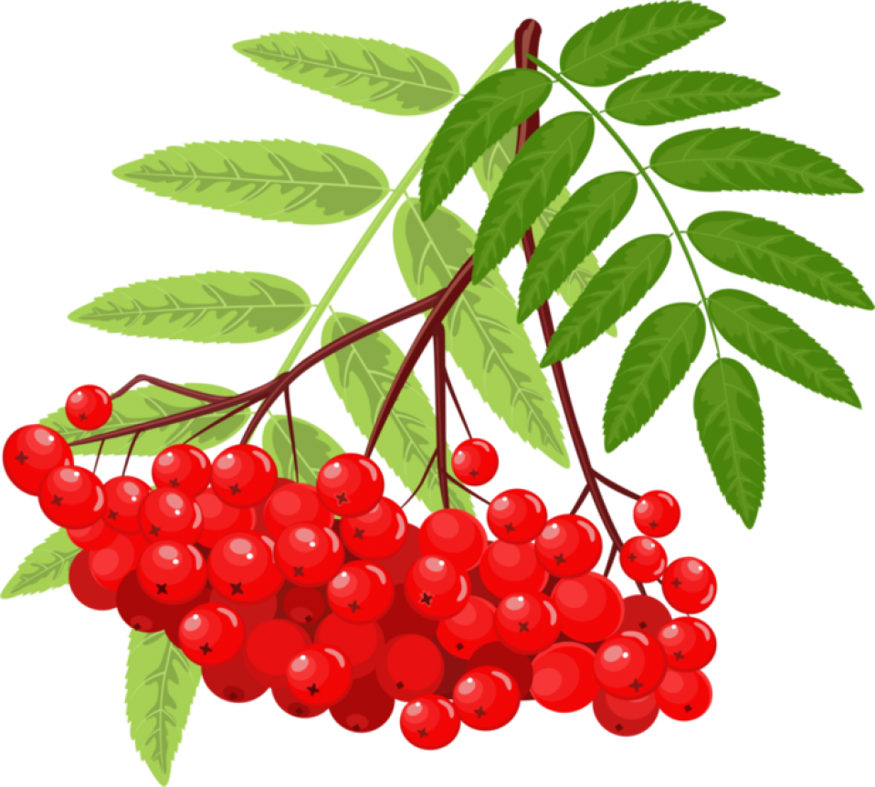 Рябина Векторная Графика