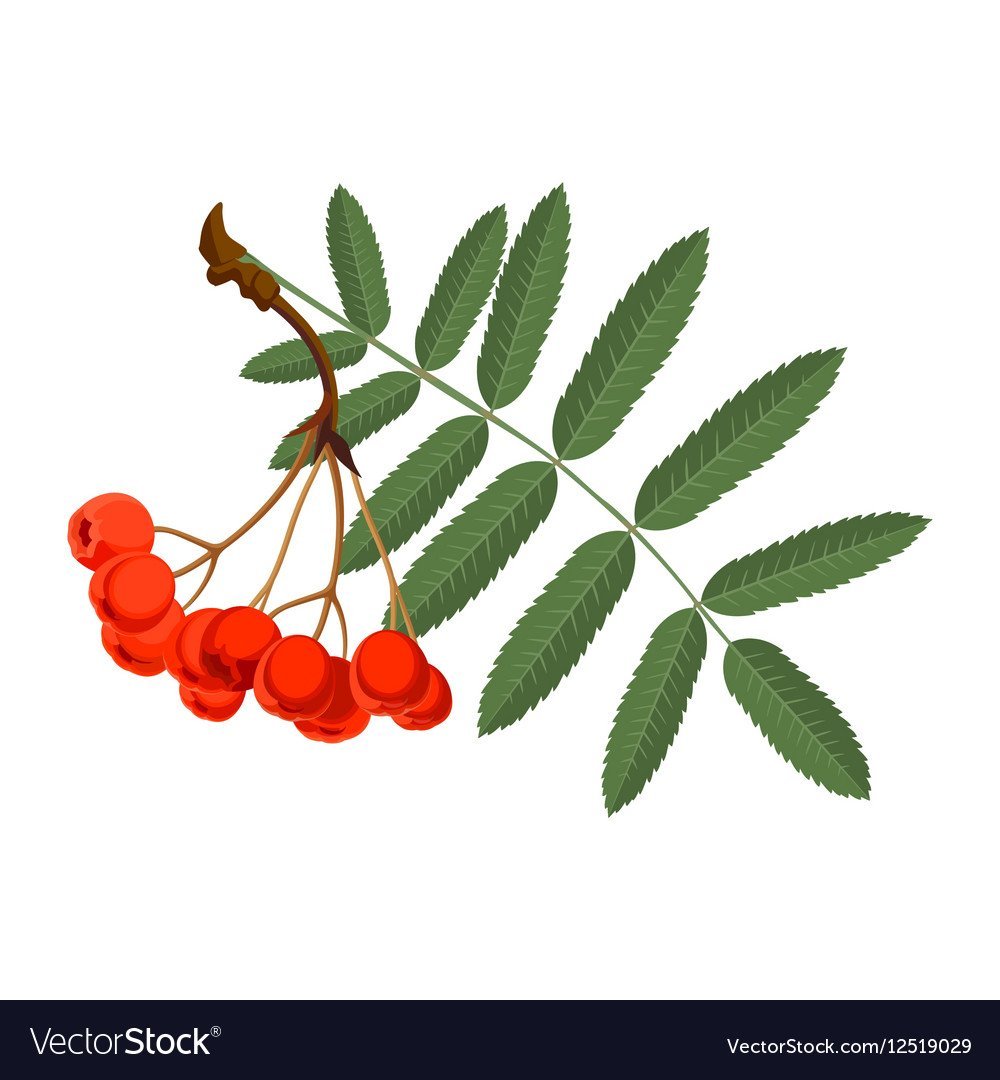 Ветка рябины