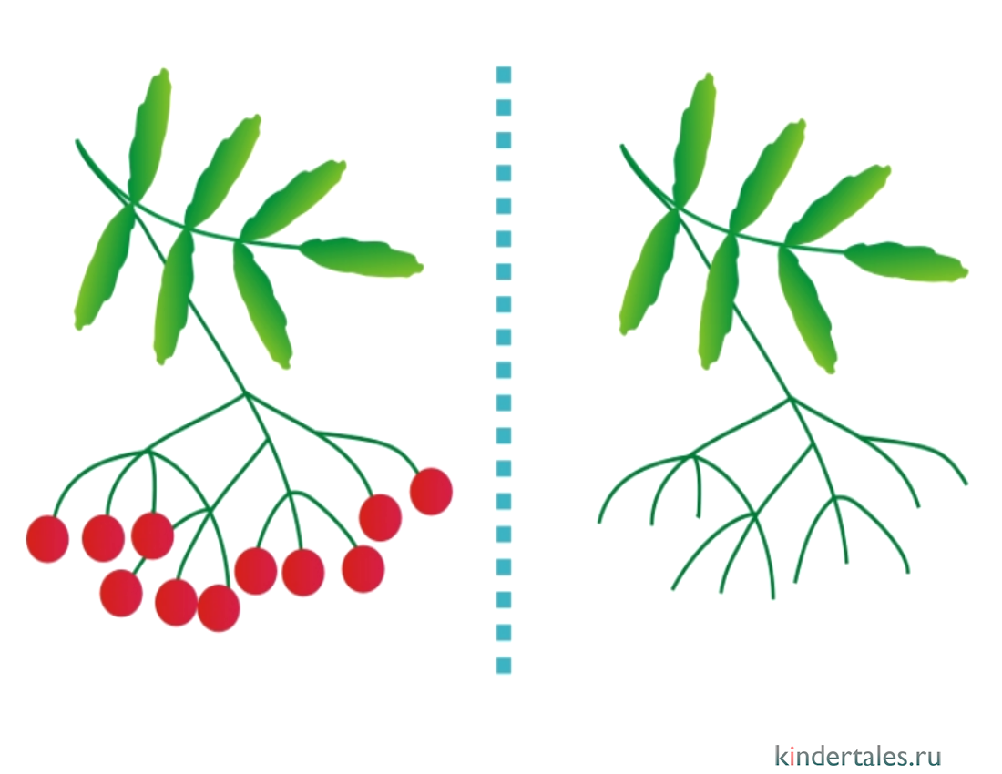Рябина рисунок акварелью