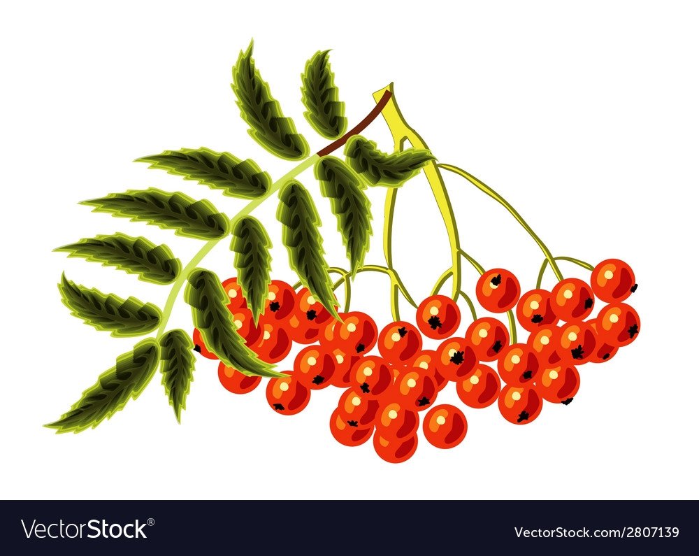 Эмблема Рябинка детского сада