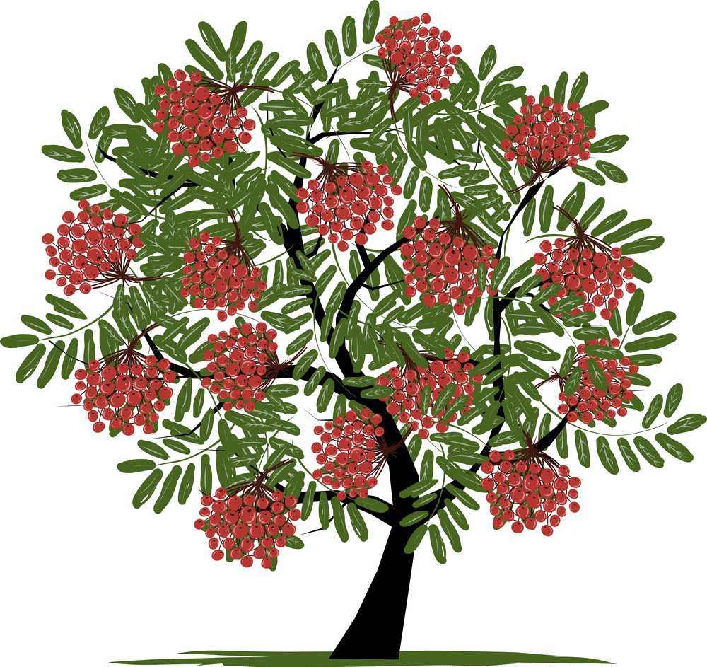 Картинка рябины для детей в детском саду