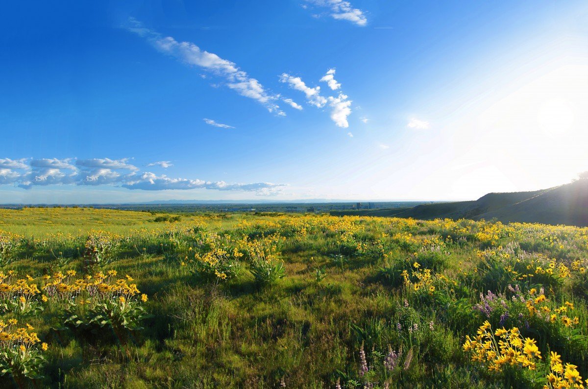 Степная тундра