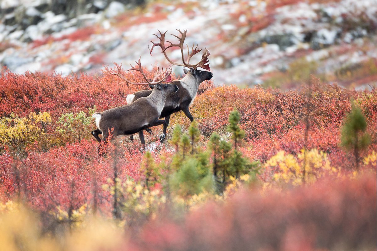 Сибирский тундряной Северный олень