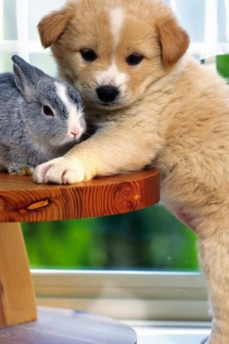 Милые котики и собачки