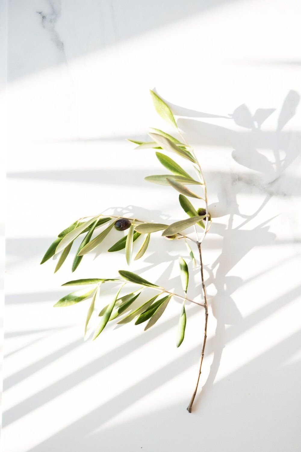 Листва Минимализм