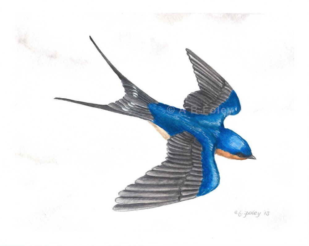 Ласточка цветная