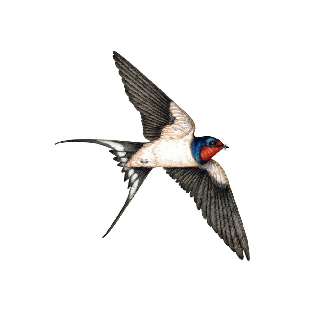 Ласточка Перелетная птица