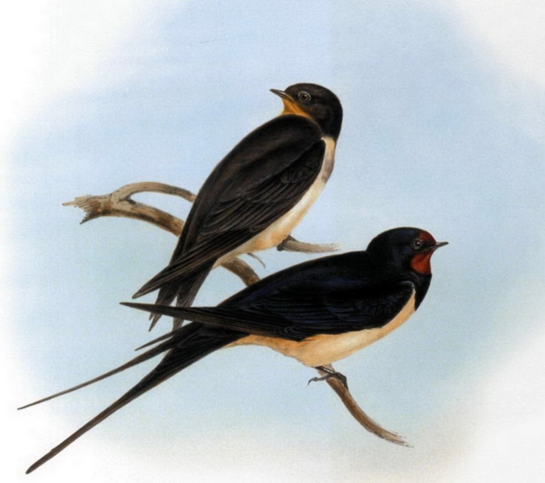 Изображение ласточки