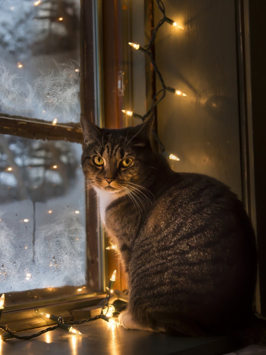 Доброго снежного вечера