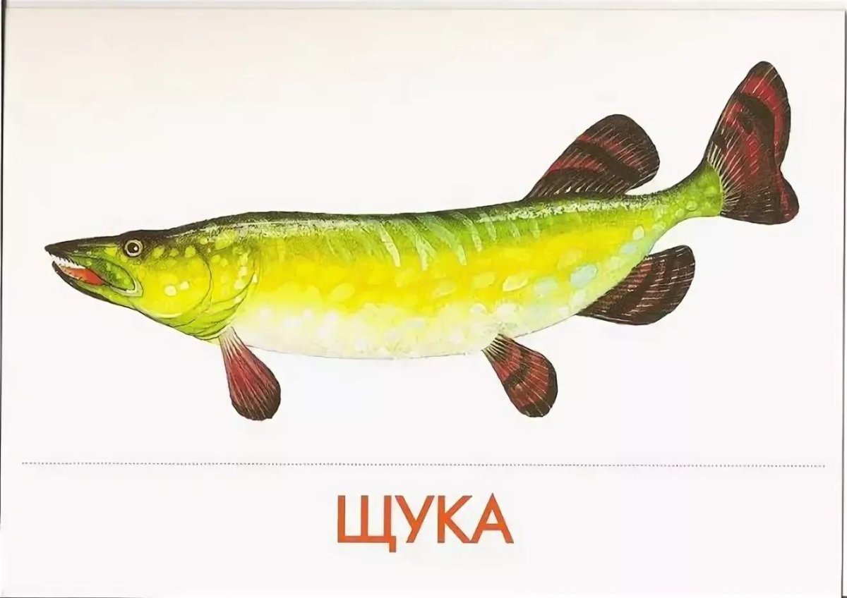 Щука мультяшный