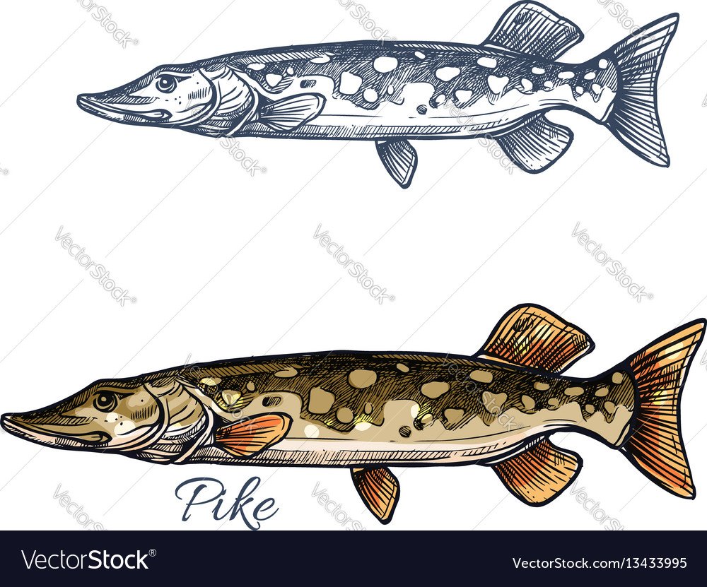 Щука мультяшная