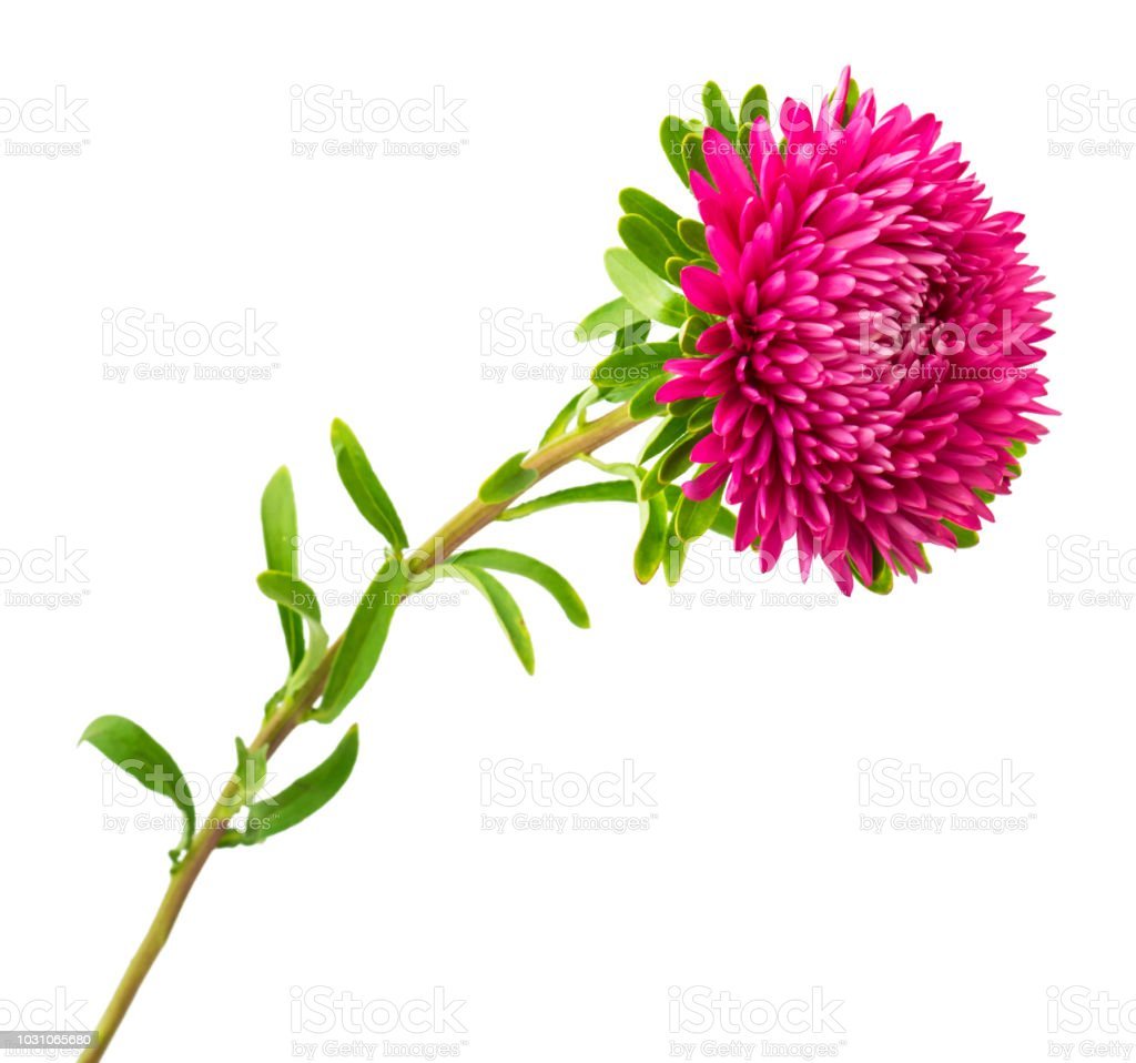 Астра на стебле