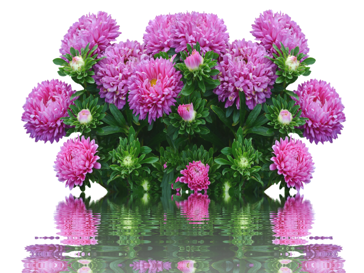 Хризантема на белом фоне