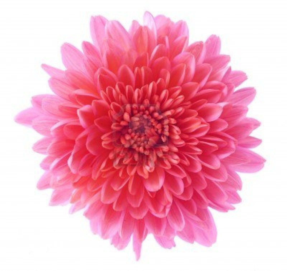 Астра для маски