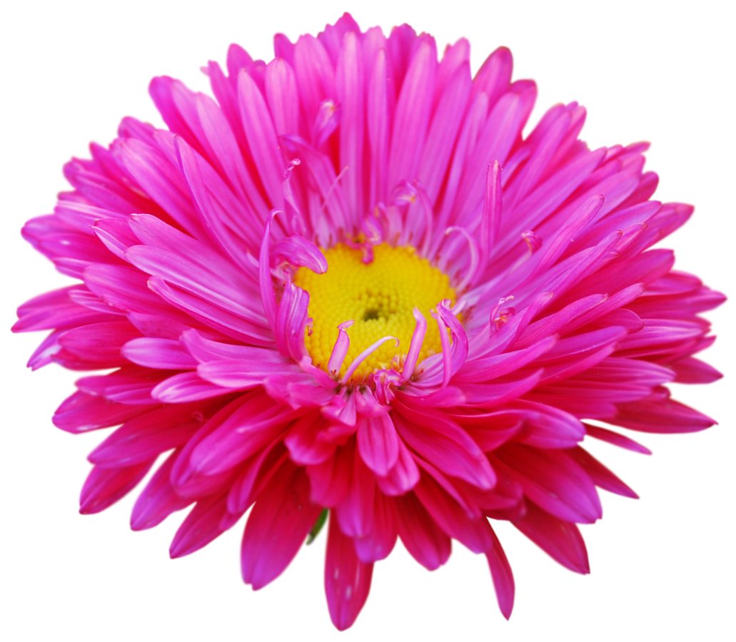 Астра на белом фоне