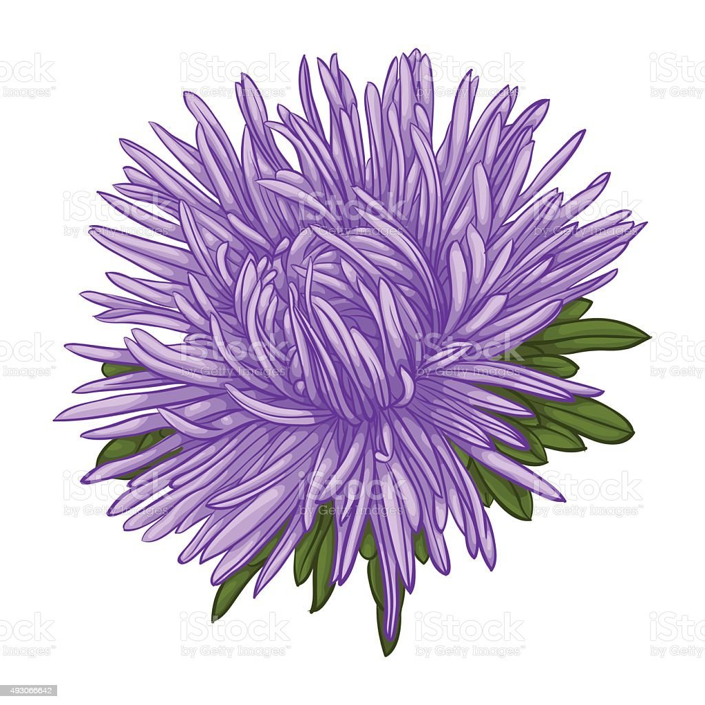 Цветок Астра вектор