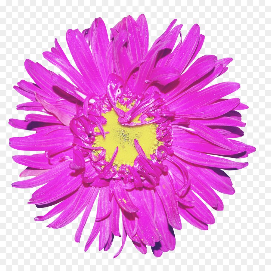 Астры на прозрачном фоне