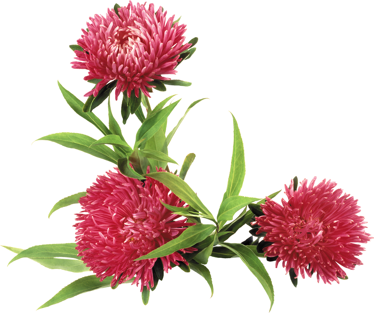 Астра на белом фоне