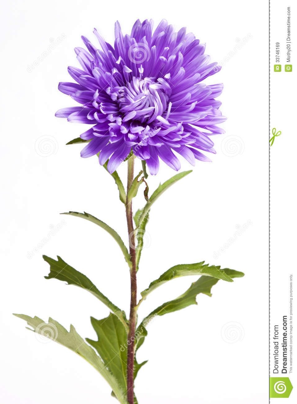 Астра стебель