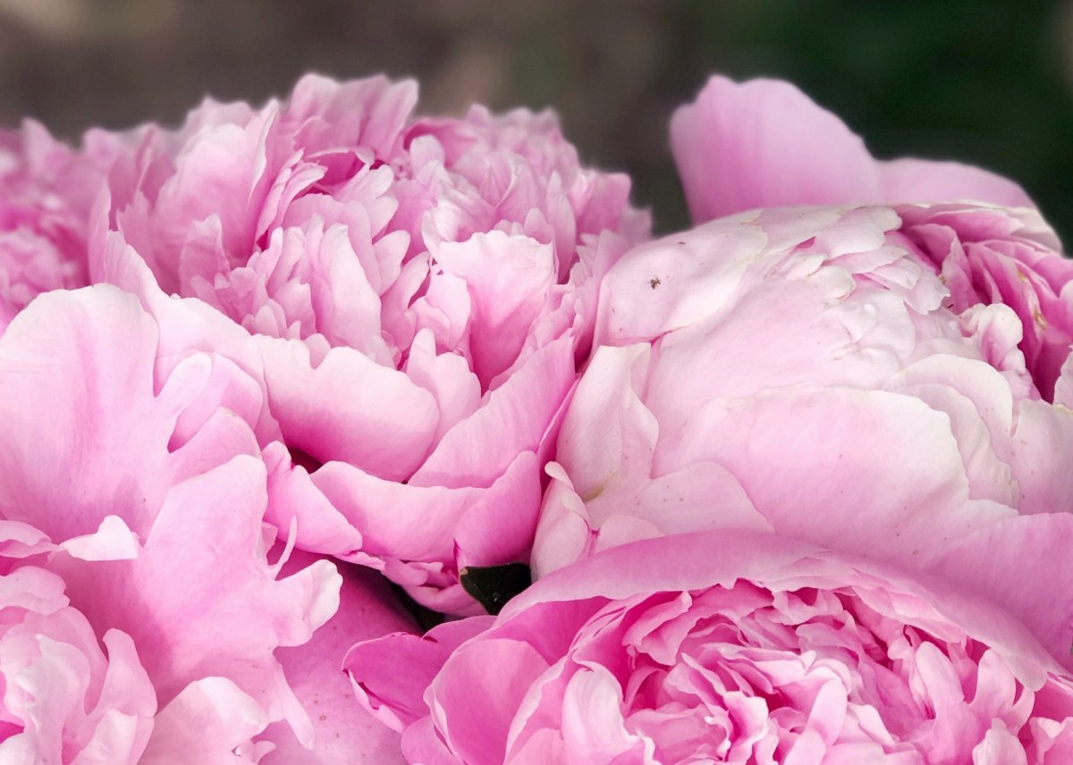 Пеоны или пионы