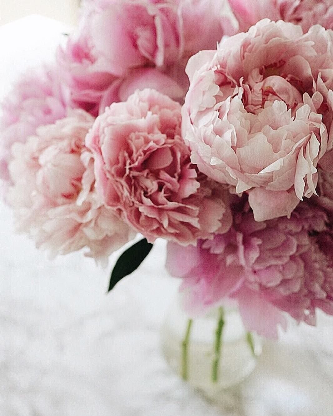 Розовые пионы