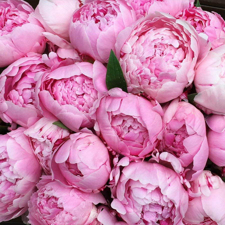 Пионы розовидные