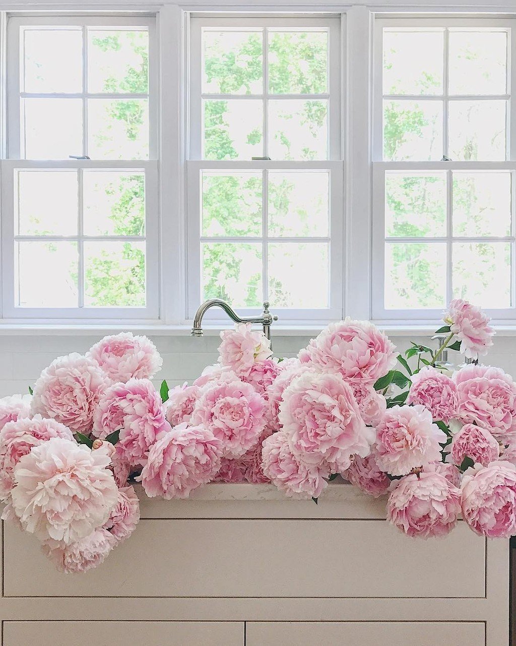 Нежные пионы