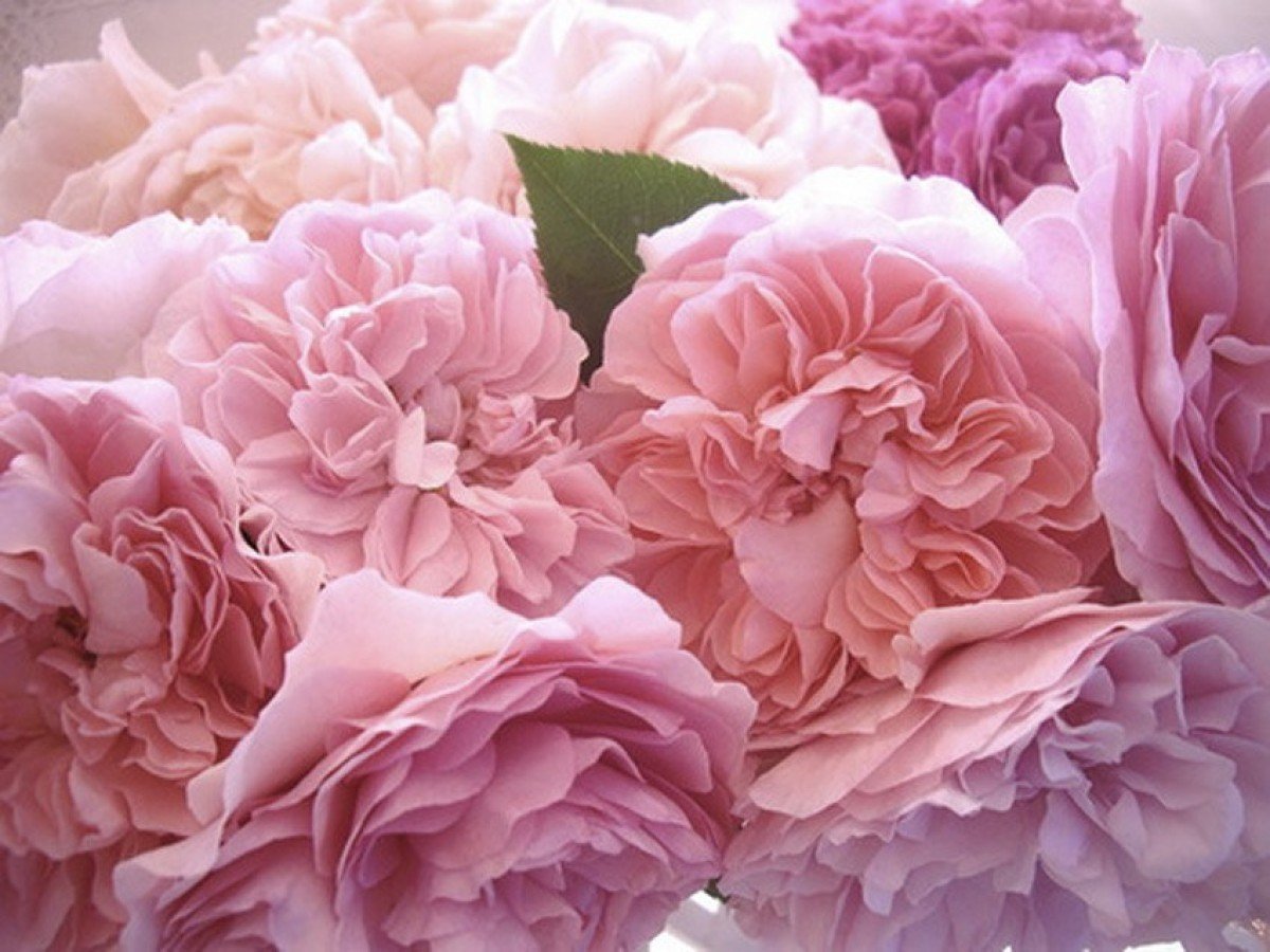 Пион нежно-розовый