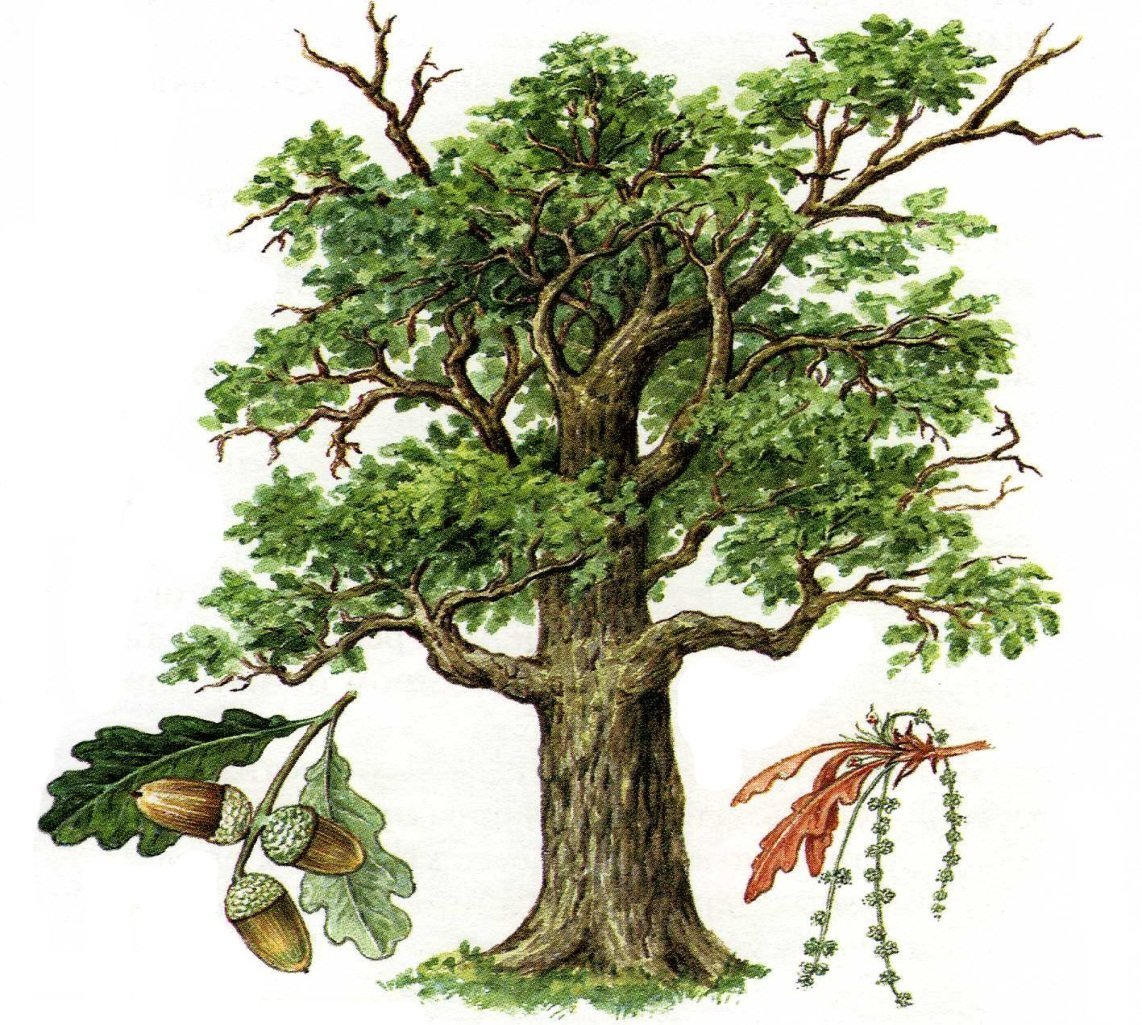 Дерево дуб для детей