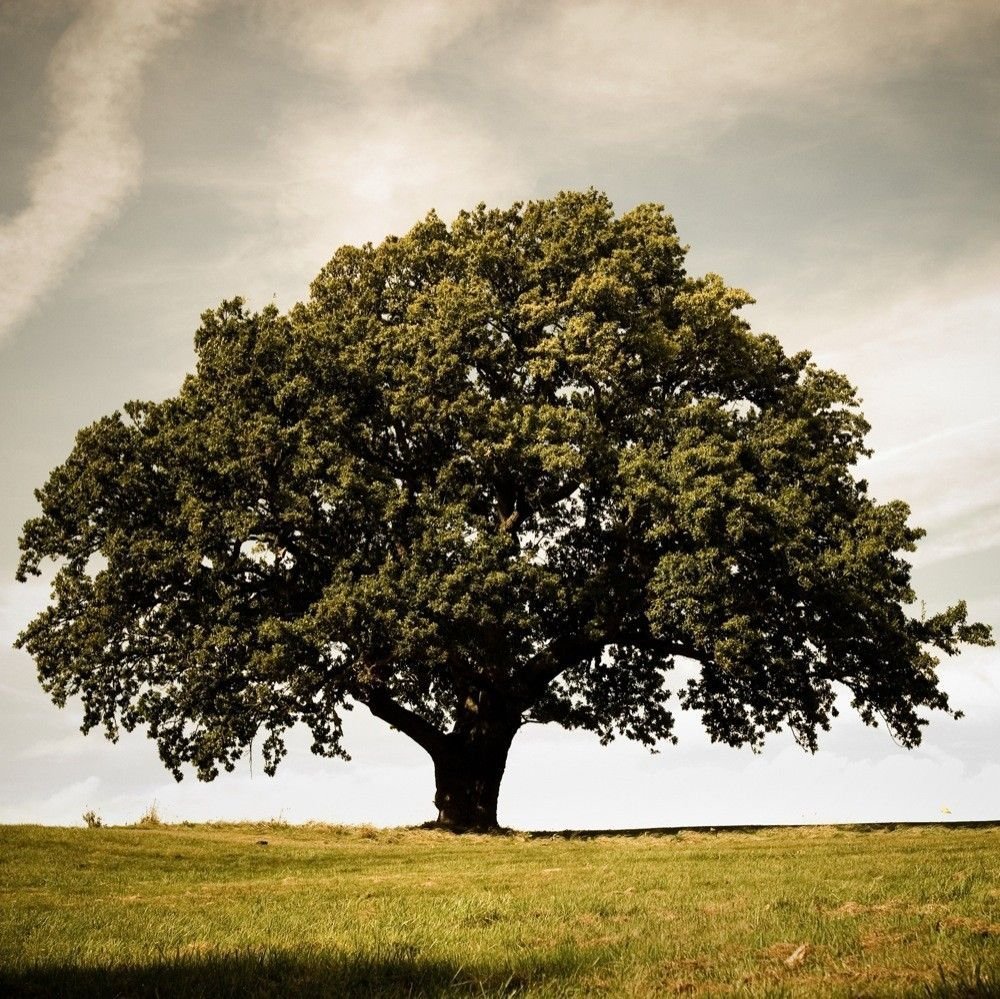 Дуб Джурупа