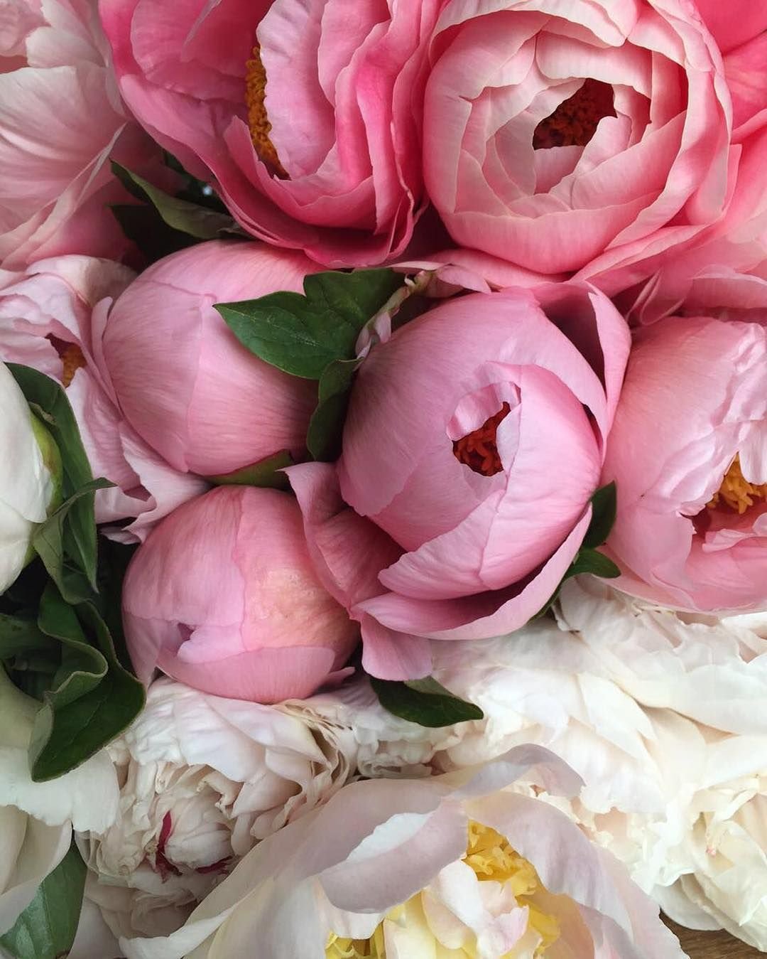 Бривидо пионы