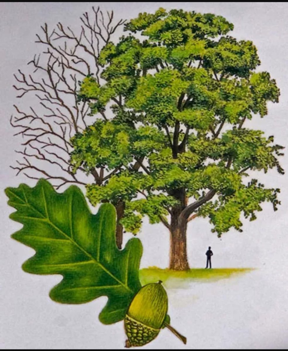 Дуб рисунок