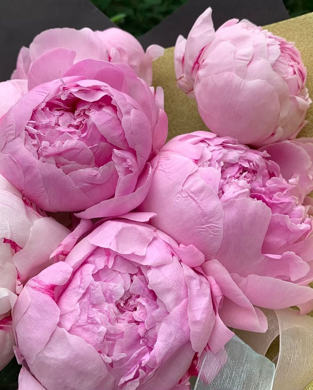 Пион розовидный