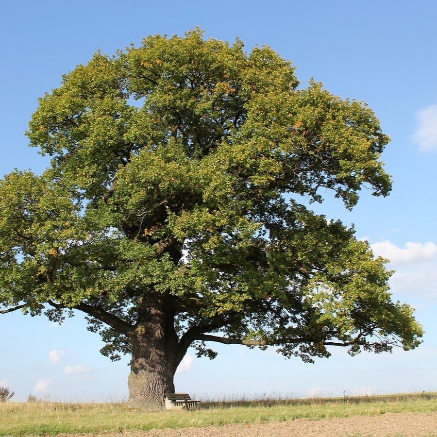 Дерево картинка