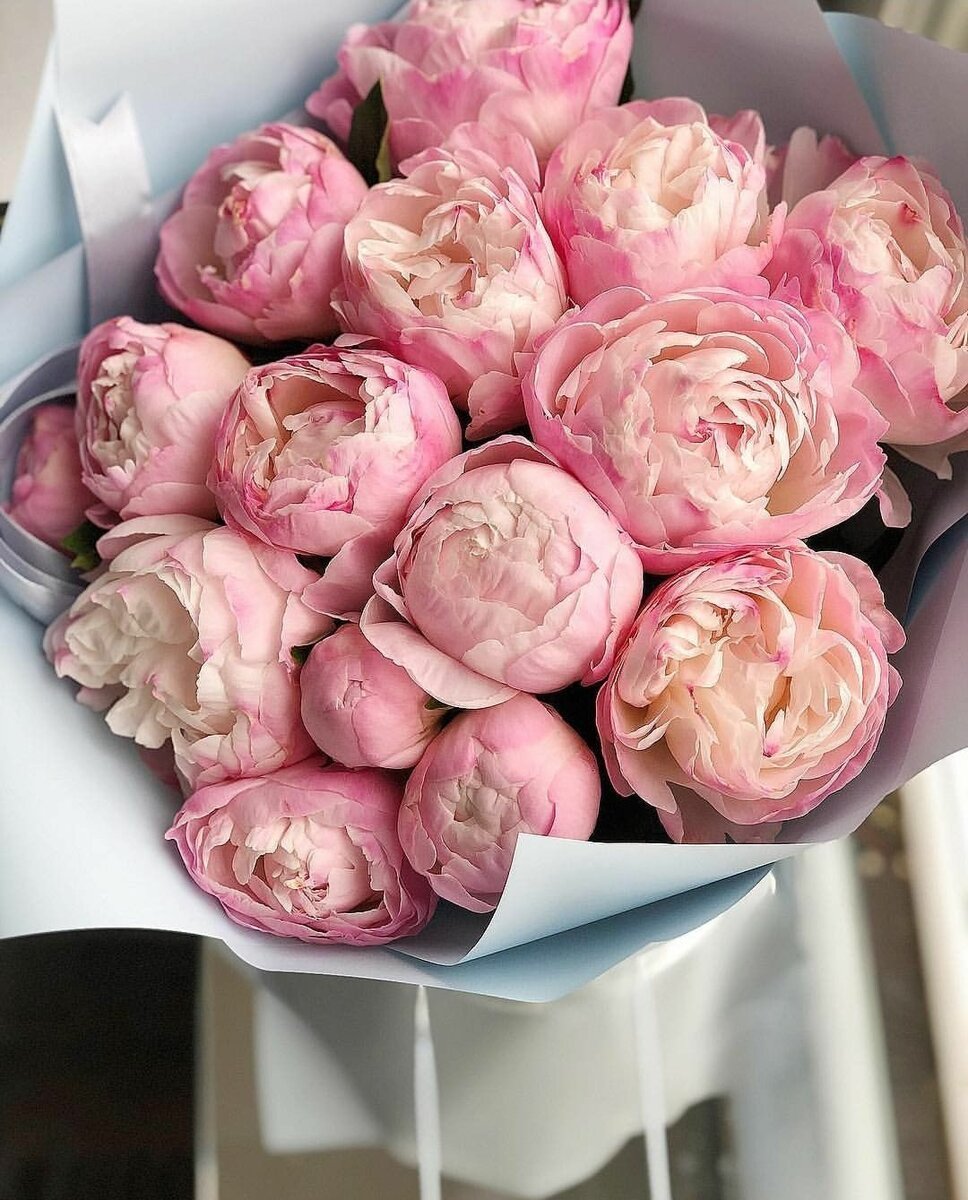 Пион бомбовидный