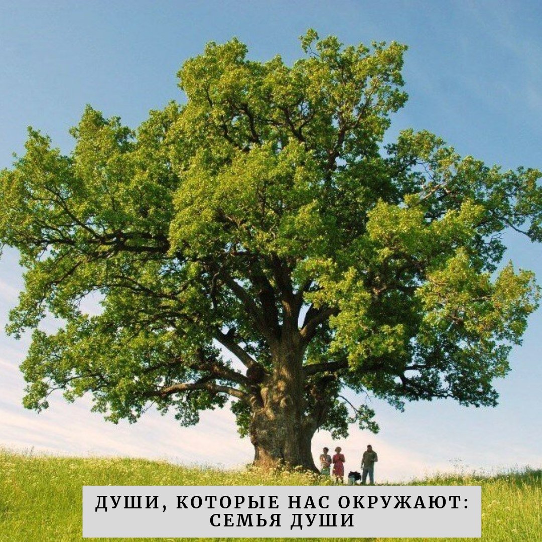 Дуб черешчатый Ириновка