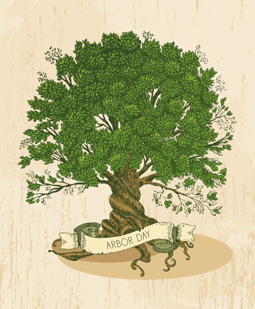 Дуб рисунок красками