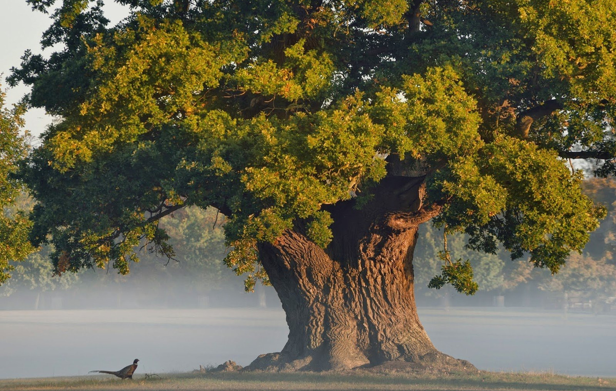 ЛИМУЗЕНСКИЙ дуб