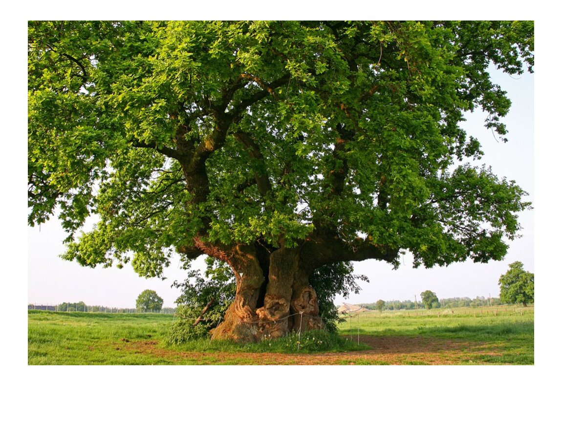 Исполинский могучий дуб