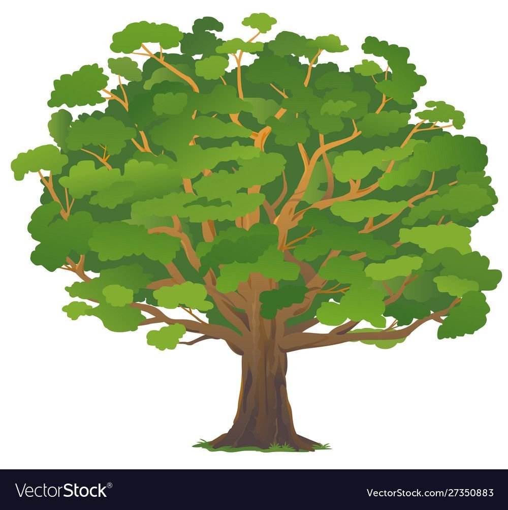 Дуб с корнем и желудями