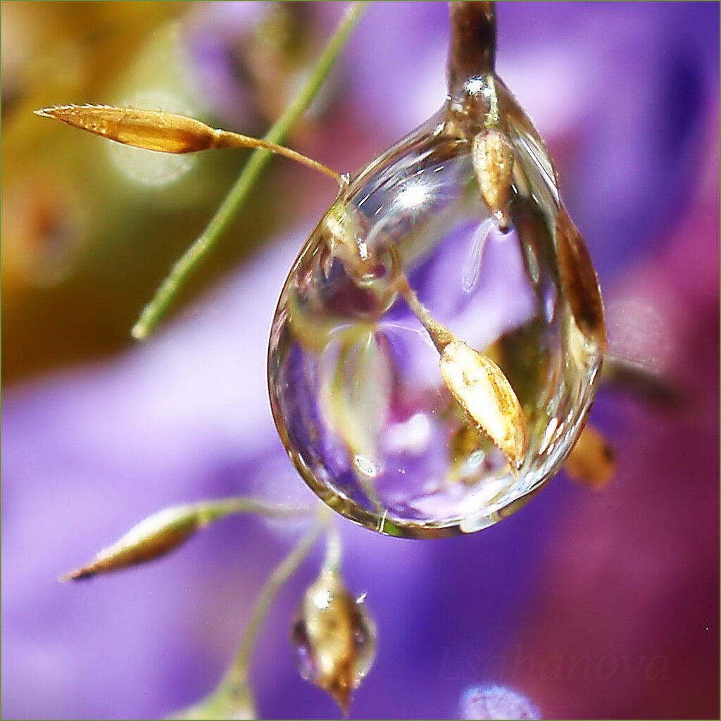 Капли макро