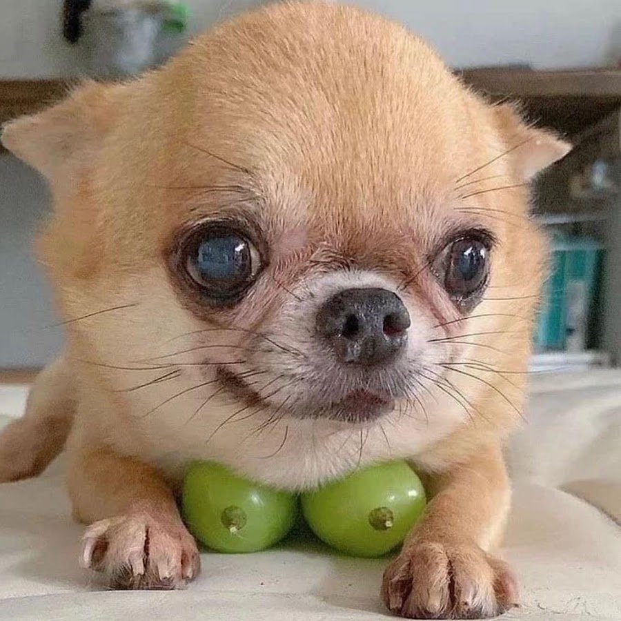 Микра чихуахуа