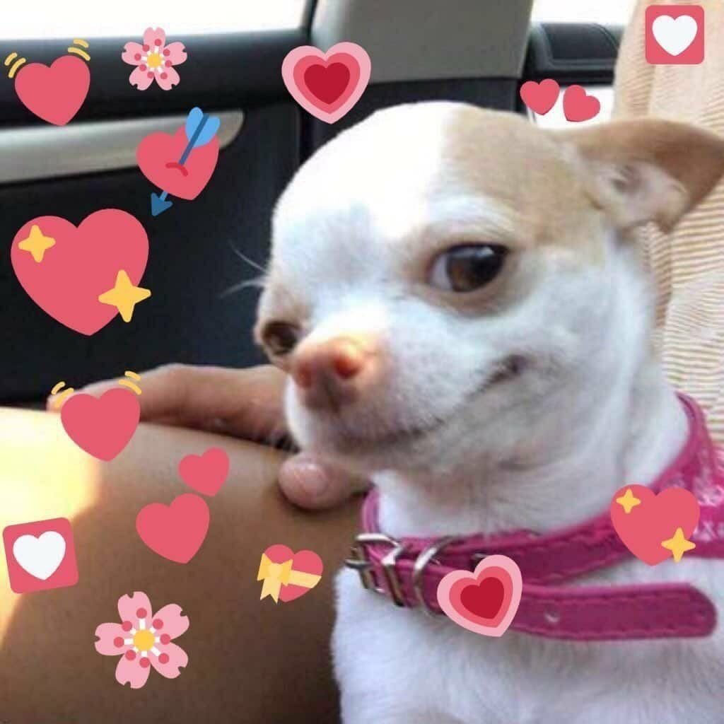 Смешные чихуахуа